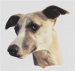 (image for) Fawn Greyhound